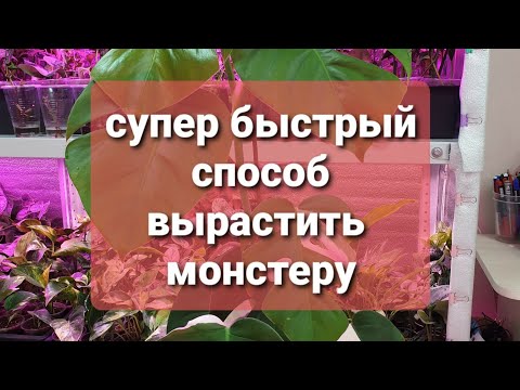 Видео: супер быстрый способ вырастить монстеру