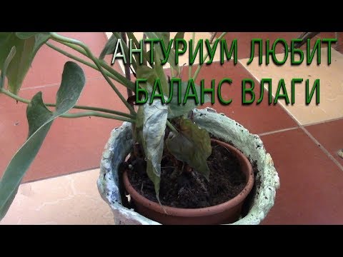 Видео: ПОЛИВ РАСТЕНИЙ ЗИМОЙ.  ВАЖЕН БАЛАНС!