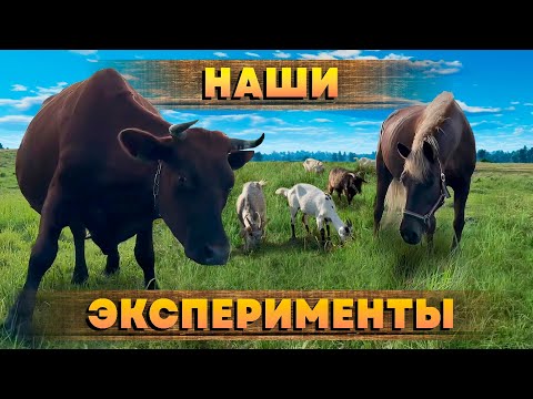 Видео: НАШИ ЭКСПЕРИМЕНТЫ///ПОДВЕДЕНИЕ ИТОГОВ 2023