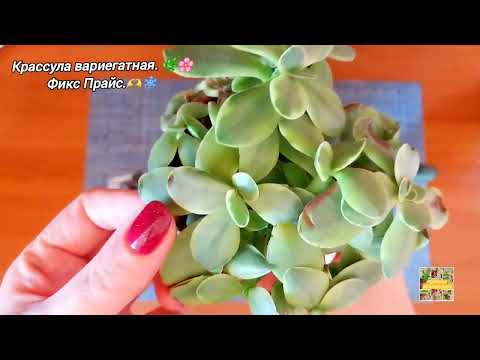 Видео: Крассула  варигатная.🌿🌸Фикс Прайс.🫶❄️