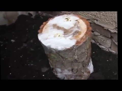 Видео: Выращивание вешенки на пеньках (Часть 1) ПОСАДКА