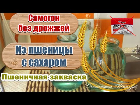 Видео: Самогон без дрожжей 🥃 Самогон из пшеницы с сахаром 🥃 Пшеничная закваска