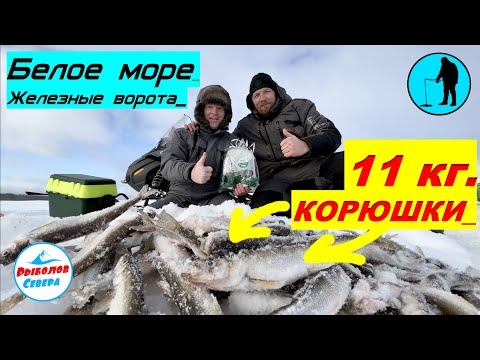 Видео: ✅ РЫБАЛКА НА КОРЮХА В БЕЛОМ МОРЕ🎣🐟🐟🐟  #Рыболов_севера 🇷🇺 23 февраля