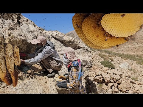 Видео: 🌄Повседневная кочевая жизнь: отец и сын в поисках 🍯дикого горного меда