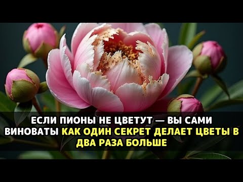 Видео: Одна ошибка осенью — и весной не раскроется ни одного бутона на всем кусте