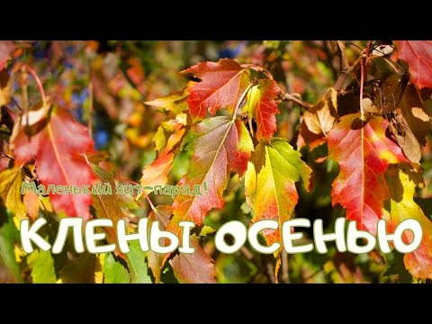 Видео: Клены осенью. Маленький хит-парад!