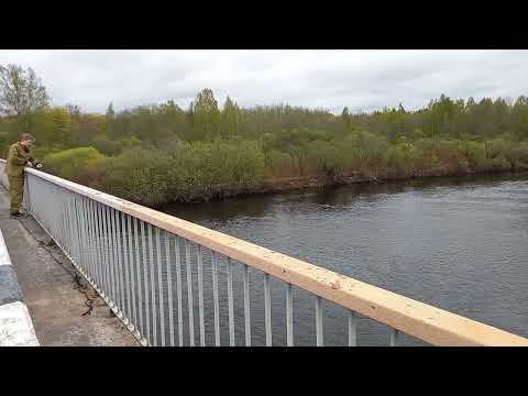Видео: Псковская область. Река Плюсса