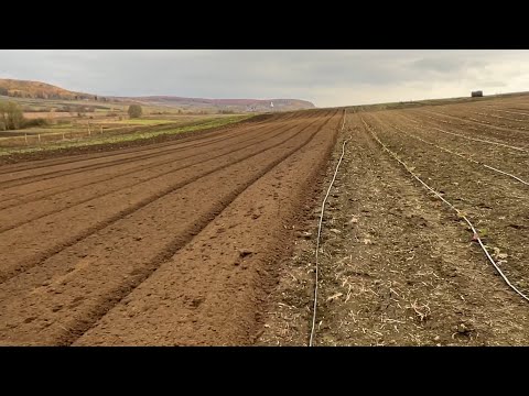 Видео: Підготували ділянку для нових сортів малини.❗️Які сорта будем саджати .❓