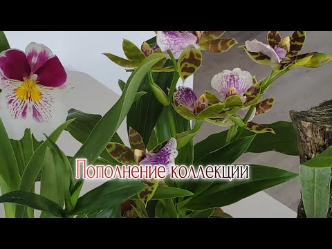 Видео: Орхидеи Продажа Westminster Mall - Ч3/3 Провоз орхидей из США в Канаду