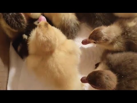 Видео: Кормление индоутят с первых часов их жизни