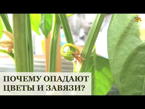 Видео: Почему опадают цветы и завязи у томатов, перца, огурцов, баклажанов?