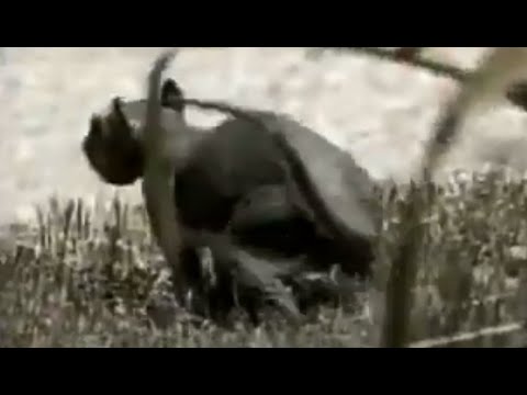 Видео: 15 Жутких Тварей, Снятых На Камеру / Часть 2