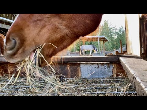 Видео: Медленная кормушка, сетка для сена, повреждения зубов и десен и способы их устранения!