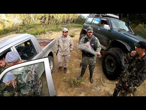 Видео: Организованная группа мелких пакостников
