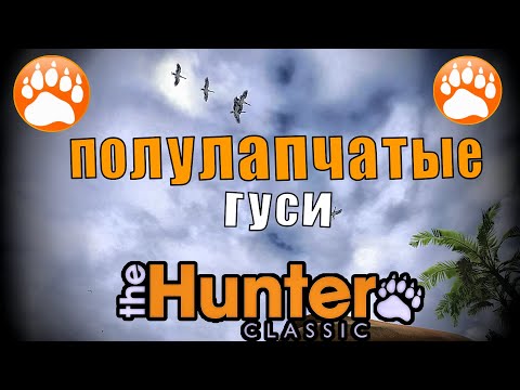 Видео: Охота на полулапчатого гуся и редкого буйвола в игре The Hunter Classic.