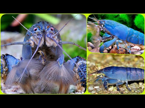 Видео: Креветка Фильтратор Габонская Содержание в аквариуме линька разведение Креветок Фильтраторов