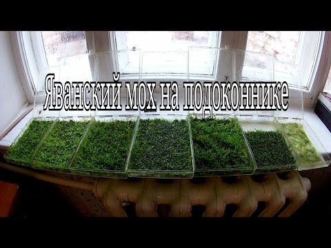 Видео: Яванский мох выращивание на подоконнике / Java moss growing on a windowsill