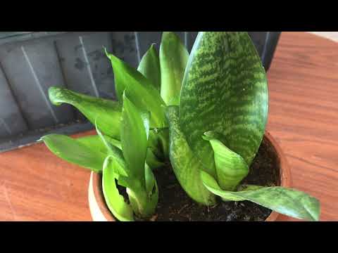 Видео: 374. Сансевиерия Ханни через 1,5 месяца после пересадки.
