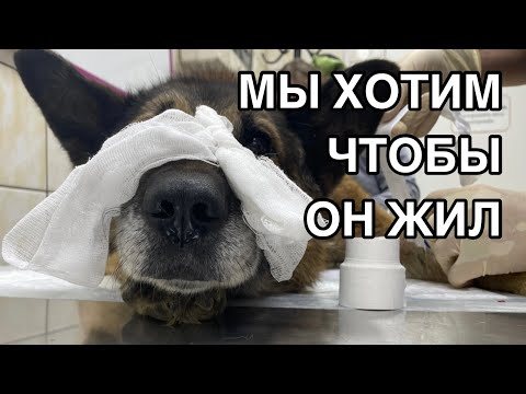 Видео: Спасение животных/ Лечение собачки от пироплазмоза в приюте для бездомных животных