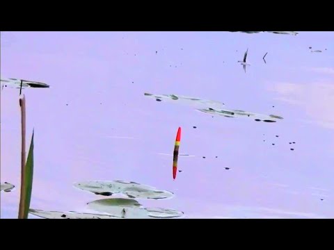 Видео: ВОТ ЭТО ВЫХОД КРУПНЯКА РАННИМ УТРОМ!!РЫБАЛКА НА ПОПЛАВОК.РЫБАЛКА НА ПОПЛАВОК ВЕСНОЙ 2024.