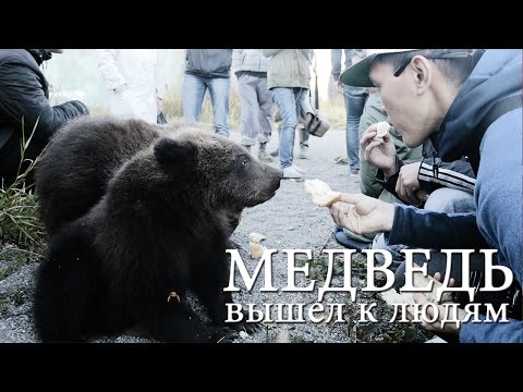 Видео: МЕДВЕДЬ ВЫШЕЛ К ЛЮДЯМ ИВАШКА И НЕ ОЖИДАЛИ ЧТО...