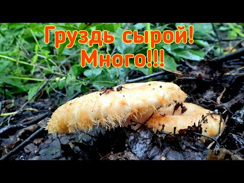 Видео: Наломали сырых Груздей | На УАЗе в грязь за груздями