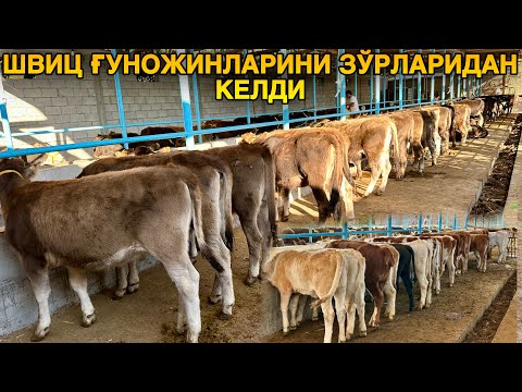 Видео: Мол Қилиб Олишга Қирғизистондан Швиц Ғуножинларини Зўрларидан Келди #2024 #молбокиш #молбозор