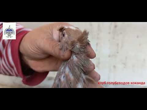 Видео: Бойние голуби Коканда