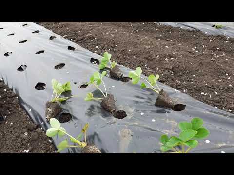 Видео: Быстрая и правильная посадка кассетной рассады . Сколько в час можно клубникипосадить