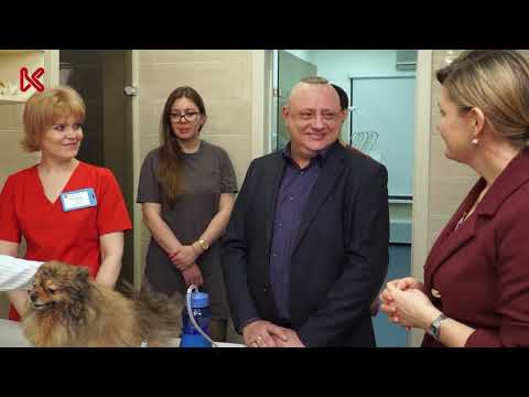 Видео: Фильм-расследование. УЗ-чистка зубов собак и кошек в ветеринарной клинике или у грумера.