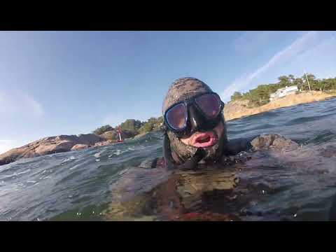 Видео: Norway.   Spearfishing . Норвегия   . подводная охота лето 2025 .Северное море 