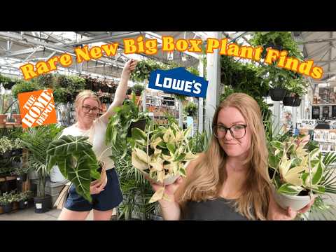 Видео: НОВИНКА $3.98 РЕДКИЕ находки из больших коробок с растениями 🤩 Home Depot и Lowe's 🤑 Расслабляющи...