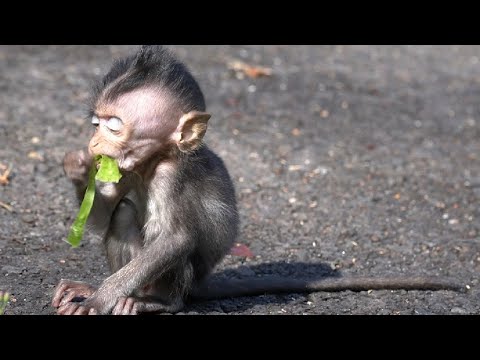 Видео: Жизнь трудна, чтобы выжить, нужны борьба и тяжелая работа