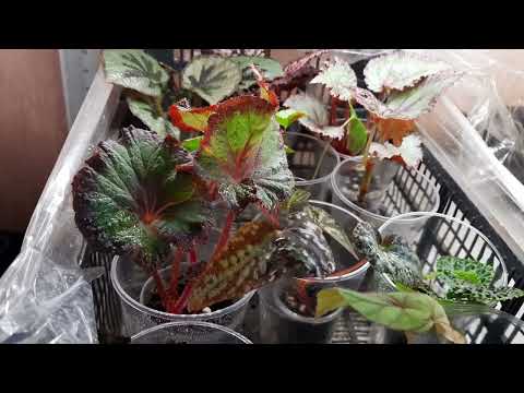 Видео: отвечаю на вопрос: как сохранить бегонии после получения посылки.