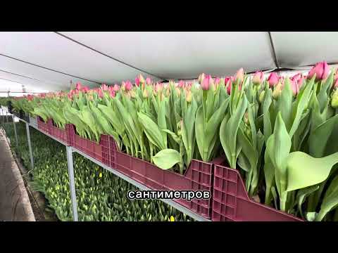 Видео: Краткий ОБЗОР СОРТОВ тюльпанов 🌷💐Сезон 2025!