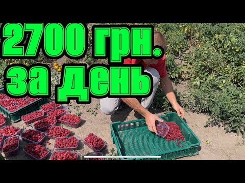 Видео: Скільки приносить бізнес💸 в селі на малині