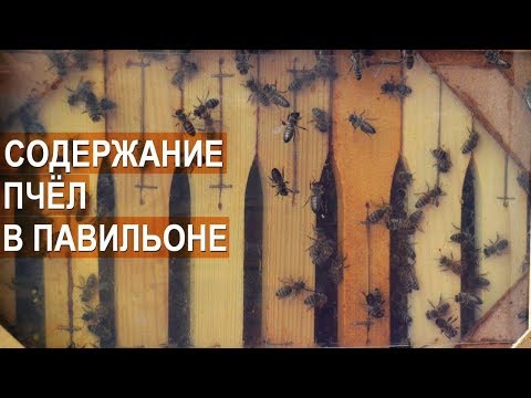 Видео: Содержание пчёл в кассетных павильонах. Пасека Берендей.