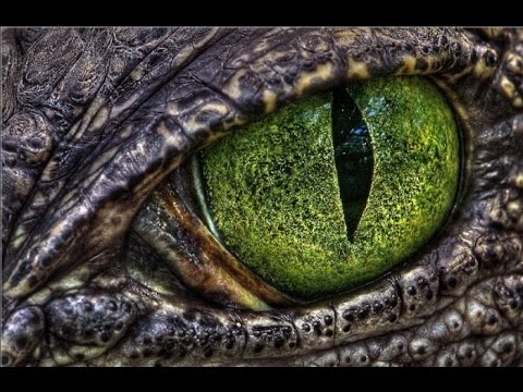 Видео: Драконий Взгляд - Gun Monkeys