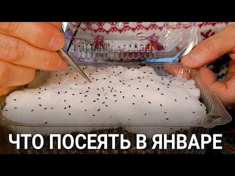 Видео: ЧТО ПОСЕЯТЬ В ЯНВАРЕ