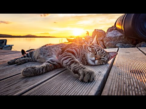 Видео: [Без рекламы] Сладкая музыка арфы, которую любят кошки 🌊 музыка, которая нравится кошкам