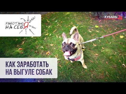 Видео: Как заработать на выгуле собак | Работаю на себя
