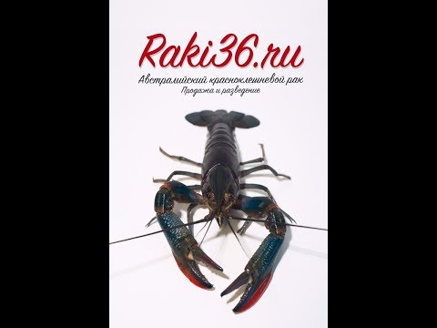 Видео: Инкубация продолжаетя. Про самок австралийского рака