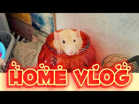 Видео: Показываю крыс 🐀 | Распаковка 🛍