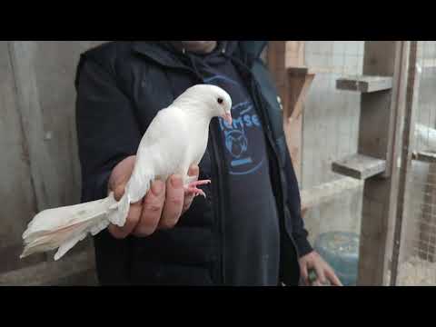 Видео: Голуби линия КОБРЫ