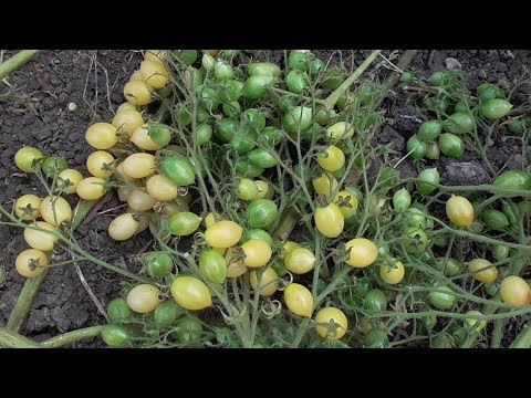 Видео: ТОМАТ СУМАСШЕДШИЕ ЯГОДЫ БАРРИ. ОБЗОР. Ольга Чернова.