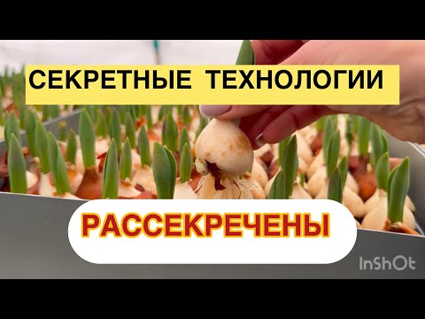 Видео: 14 января. Рабочие моменты. Выращивание тюльпанов к 8 марта