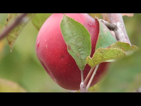 Видео: Врожай яблук: коли зривати, як зберігати та захищати від захворювань і шкідників