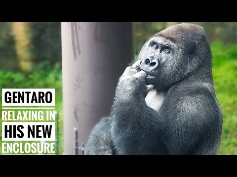 Видео: Молодая горилла переезжает в новый дом | Новости о Гентаро | Новый друг Энни