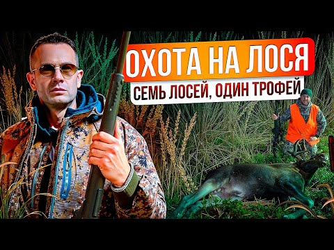 Видео: Охота на лося! Бык лег с первого выстрела! Как добыть лося на гону? Как манить лося?