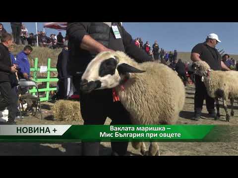 Видео: Новина плюс: Ваклата маришка – Мис България при овцете, автор: Анета Божидарова